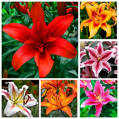 Лилии. Классификация, особенности сорта.