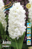 Гиацинт Айлос (3)